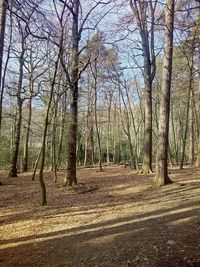 Bare trees in forest during autumn