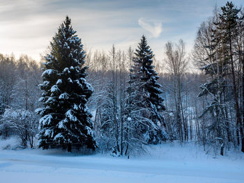 Bare trees on snow covered landscape against sky