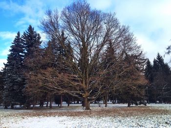 Bare trees on snow covered field