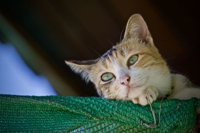 Close-up portrait of a cat