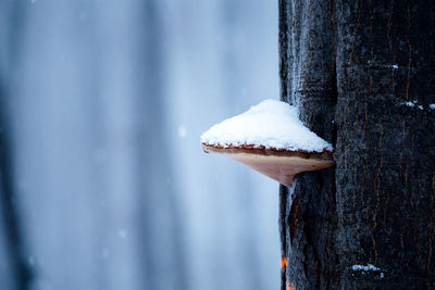 Close-up of frozen wooden post by tree during winter