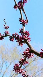 Low angle view of cherry blossoms in spring