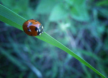 Close-up of insect on leaf