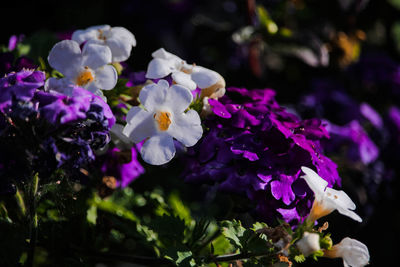 Close-up of purple flowering plants