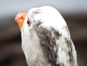 Close-up portrait of swan