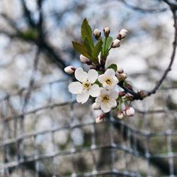 Close-up of cherry blossoms