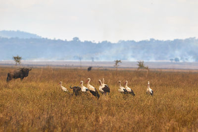 Storks in the serengeti with smoke in the background