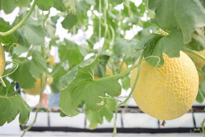 Close-up of fruits growing on tree