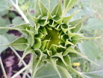 Close-up of plant