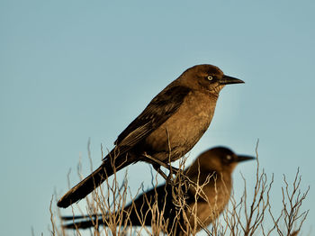 Close-up of bird perching against clear sky