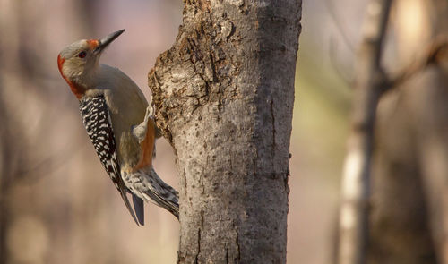 Bird perching on a tree