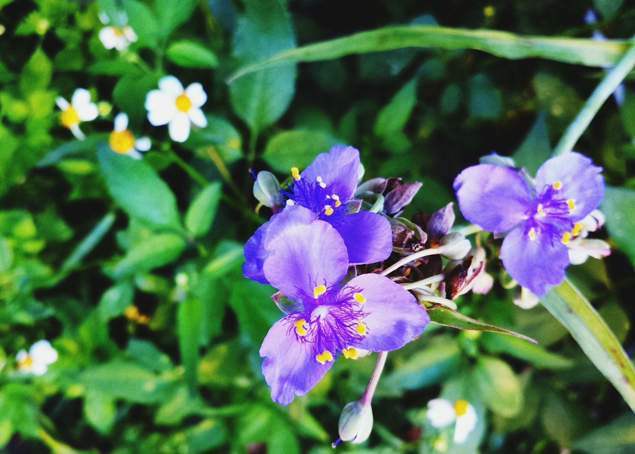 flower, freshness, petal, fragility, purple, flower head, growth, beauty in nature, close-up, nature, blooming, focus on foreground, in bloom, plant, blossom, pollen, stamen, botany, high angle view, springtime