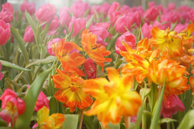 Close-up of orange flowers