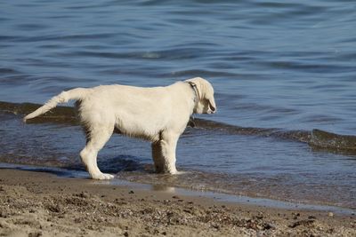 Side view of dog drinking water from beach