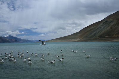 Swans swimming in lake against sky