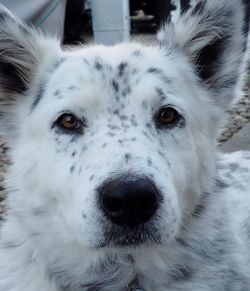 Close-up portrait of dog