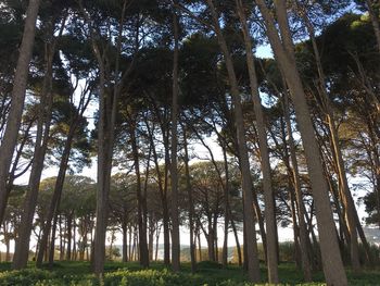 Low angle view of bamboo trees in forest