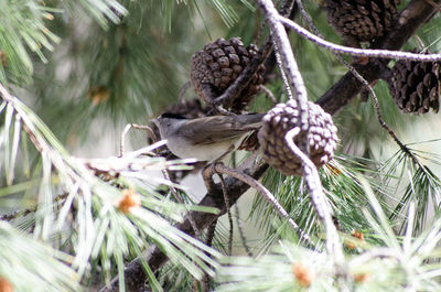 Close-up of bird perching on pine tree