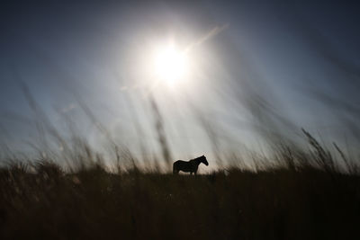 Silhouette horse on field against sky during sunny day