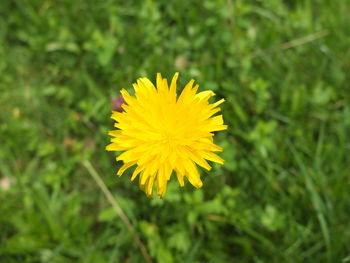 Close-up of yellow flower blooming outdoors