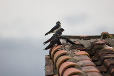 Close-up of birds perching on roof tiles
