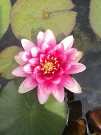 High angle view of lotus water lily in pond