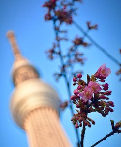 Close-up low angle view of flowers against blue sky