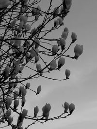 Low angle view of fresh tree against sky