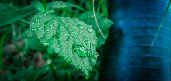 Close-up of wet plant leaves during rainy season