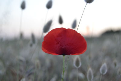 Close-up of red poppy flower on field