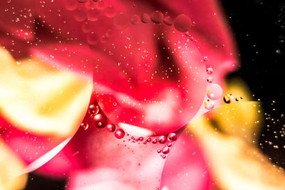 Close-up of water drops on pink flower