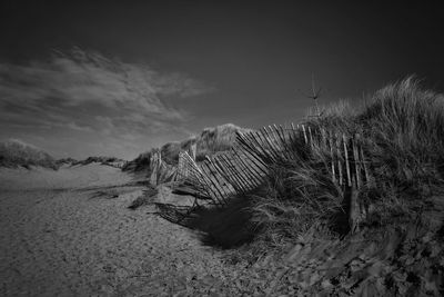 Dead tree on sand at beach against sky