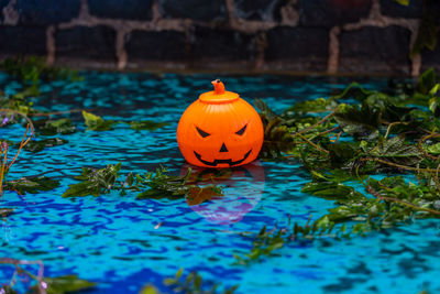 View of pumpkin floating on water