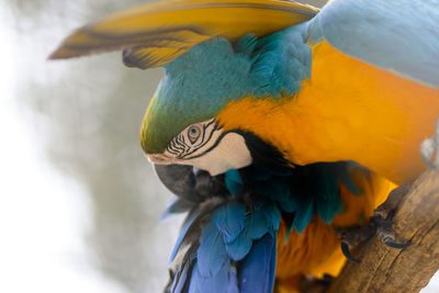 Close-up of a parrot