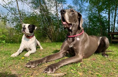 View of dogs on grassland