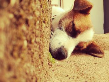 Close-up of dog sleeping