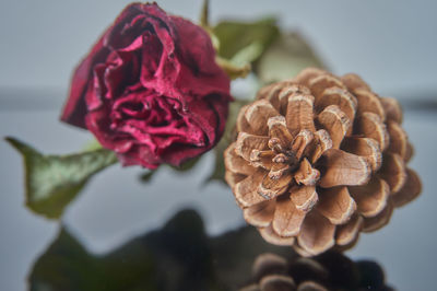 Close-up of rose against blurred background