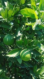 Close-up of fruits growing on tree