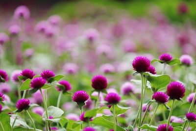 Close-up of pink flowers