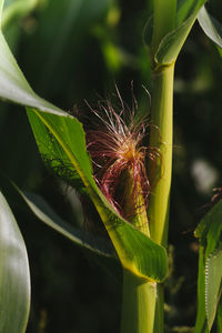 Close-up of flower plant