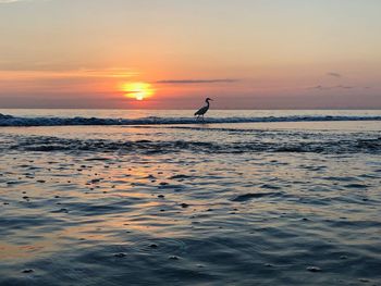 Silhouette person on beach against sky during sunset