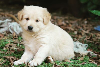 Close-up of puppy sitting outdoors