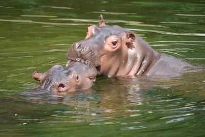 Hippos swimming in water