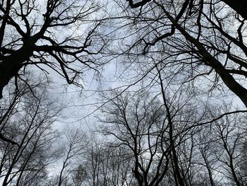 Low angle view of bare tree against sky