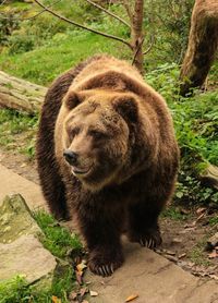 Close up of brown bear