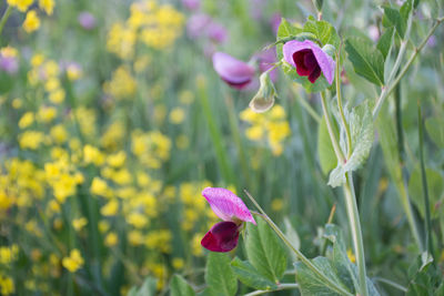 Close-up of fresh purple flowers blooming in field