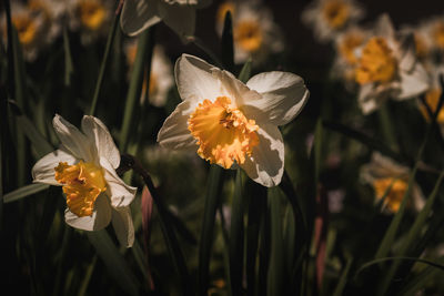 Close-up of white flowering plant