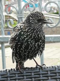 Close-up of bird perching outdoors