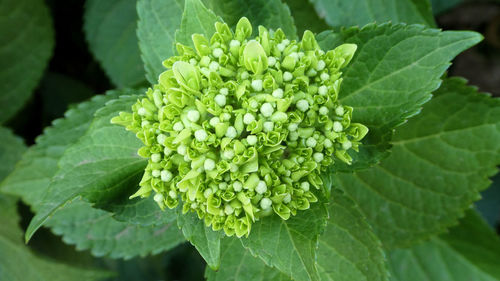 High angle view of flowering plant