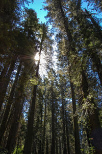 Low angle view of trees against sky